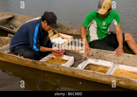 Sammlung von tropischen Fisch für Handel, Amazonas, Peru Stockfoto