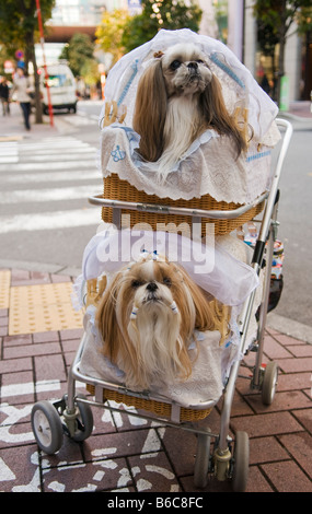 Zwei Hunde in einem Kinderwagen Ginza Tokyo Japan Stockfoto