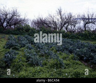 Ein Feld von Kohl, West Cornwall UK Stockfoto