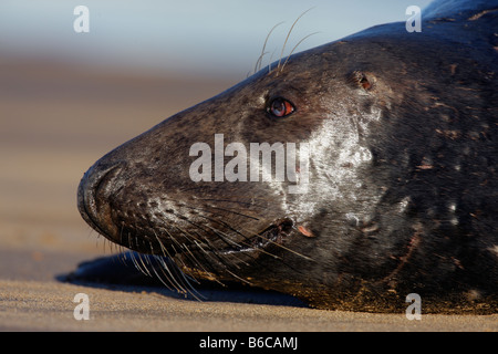 Graue Dichtung Halichoerus Grypus Stierkopf Nahaufnahme Donna Nook Lincolnshire Stockfoto