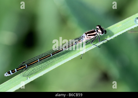 Irische Damselfly Coenagrion babyrussa auf einem Grashalm mit Regentropfen Stockfoto