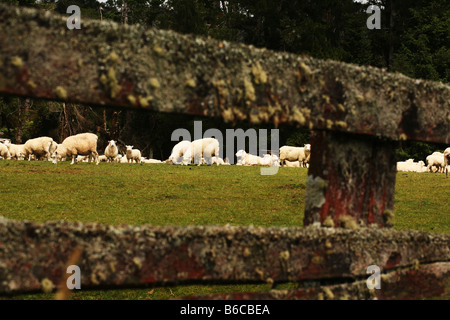 Schafe sind durch einen Zaun Moos bedeckt auf der Südinsel von Neuseeland gesehen. Stockfoto