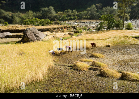 Bauern ernten Reis im Flusstal Modi im Bereich von Annapurna im Himalaya in Nepal Stockfoto