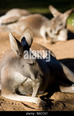 Zwei Kängurus, ausruhen und Sonnenbaden im Australia Zoo der Irwin Familie in der Nähe von Brisbane Stockfoto