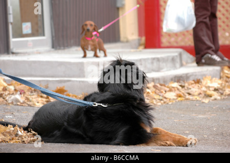 Ein junger Welpe hat Interesse an einem anderen nahe gelegenen Hund. Stockfoto
