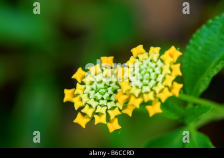 Hautnah-Shooting der gelben Lantana Camara Blumen Stockfoto