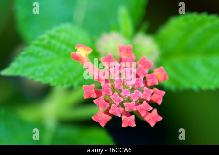 Hautnah-Shooting der rosa Lantana Camara Blumen Stockfoto