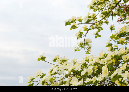 Ein pazifischen Hartriegel Cornus Nauttallii Baum in voller Blüte British Columbia Kanada Stockfoto