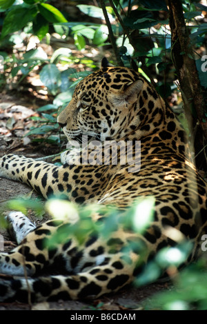 Profil von Jaguar (Panthera Onca) inmitten von Laub im Belize Zoo Festlegung. Stockfoto