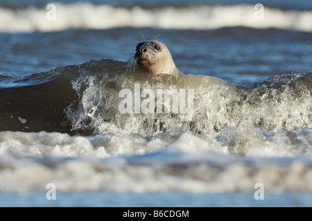 Graue Dichtung Halichoerus Grypus in Brandung Donna Nook Lincolnshire Stockfoto