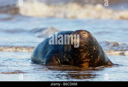 Graue Dichtung Halichoerus Grypus Bull in Brandung Donna Nook Lincolnshire Stockfoto