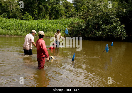 Sammlung von tropischen Fisch für Handel, Amazonas, Peru Stockfoto