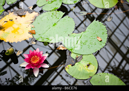 Indian Red Seerose (Nymphaea Rubra), Sapporo Botanischer Garten, Hokkaido, Japan, Asien Stockfoto