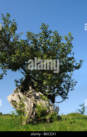 Alten Stechpalmen über 200 Jahre alt auf The Hollies auf den Stiperstones Hügeln Shropshire Stockfoto