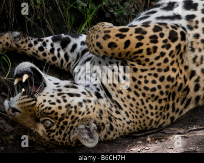 Leopard Tambillo Ecuador Stockfoto