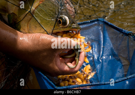 Sammlung von tropischen Fisch für Handel, Amazonas, Peru Stockfoto