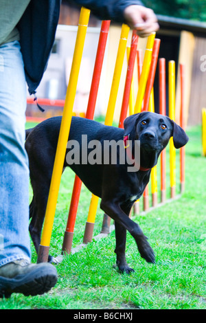 Hundewiesen mit Mann in der Hundeausstellung Stockfoto