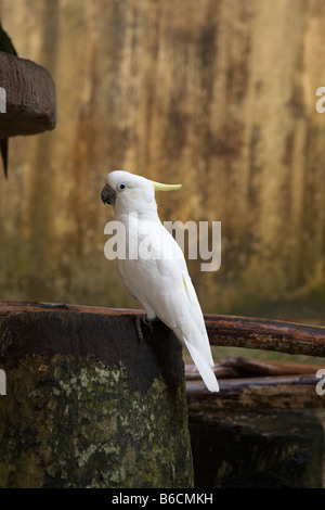 Gelbschwanzkakadu Cacatua Sulphurea Stockfoto