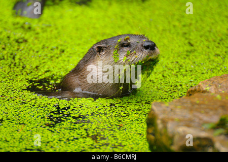 Europäischen Fischotter (Lutra Lutra) in Fluss Stockfoto