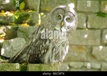 Nahaufnahme der Bartkauz (Strix Nebulosa) Stockfoto