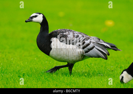 Weißwangengans (Branta Leucopsis) im Feld Stockfoto