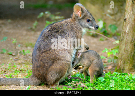 Parma Wallaby (Macropus Parma) im Wald mit seiner joey Stockfoto