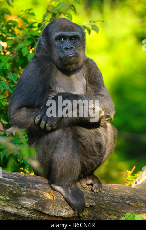 Gorilla auf Ast, Deutschland Stockfoto