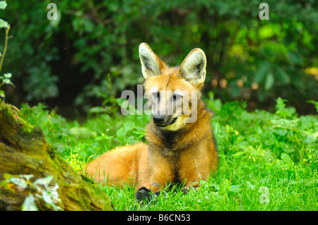 Mähnenwolf (Chrysocyon Brachyurus) liegen im Bereich Stockfoto