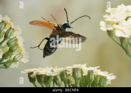 Nahaufnahme von Longhorn Beetle (Leptura Rubra) überfliegen Blume Stockfoto