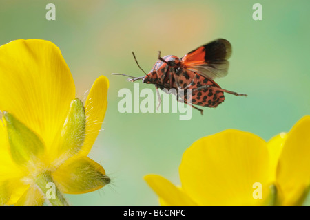 Nahaufnahme des Schild Bug (Graphosoma Lineatum) schwebt über Blume Stockfoto