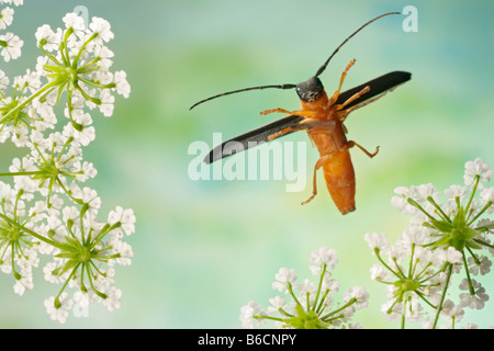 Nahaufnahme des Twin Spot Longhorn Beetle (Oberea Oculata) fliegen über Blume Stockfoto