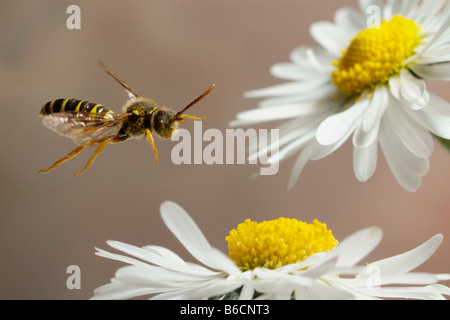 Nahaufnahme der Biene fliegen über Gänseblümchen (Bellis Perennis) Blume Stockfoto