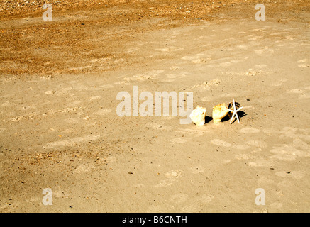 Drei Muscheln und eine weiße versteinerten Seesterne kleben in den Sand am Strand in Jacksonville Beach, Florida Stockfoto