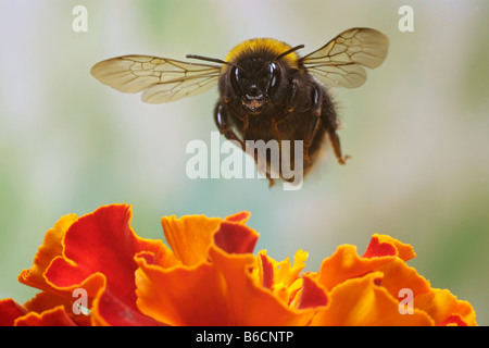 Nahaufnahme von Buff-tailed Hummel (Bombus Terrestris) überfliegen Blume Stockfoto