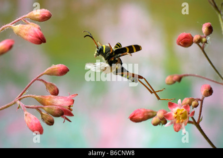 Nahaufnahme der Wespe Käfer (Clytus Arietis) überfliegen Blume Stockfoto