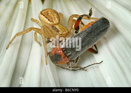 Nahaufnahme der Krabbenspinne mit Beute der Soldat Käfer auf Blüte Stockfoto