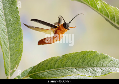 Nahaufnahme des Twin Spot Longhorn Beetle (Oberea Oculata) überfliegen Blatt Stockfoto