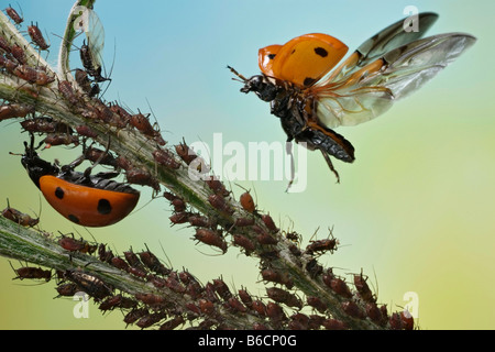 Nahaufnahme von sieben entdeckt Marienkäfer (Coccinella Septempunctata) und Fichte Blattläuse auf Blume Stockfoto