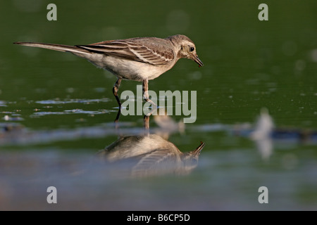 Nahaufnahme der Bachstelze (Motacilla Alba) im Wasser auf Nahrungssuche Stockfoto