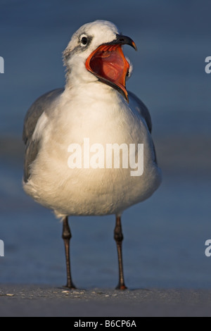 Nahaufnahme von Lachen Gull (Leucophaeus Atricilla) mit offenem Mund am Strand Stockfoto