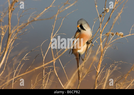 Nahaufnahme des bärtigen Reedling (Panurus Biarmicus) hocken auf Zweig Stockfoto