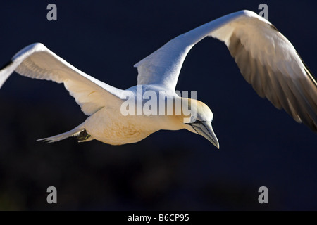 Nahaufnahme der Basstölpel (Morus Bassanus) im Flug Stockfoto