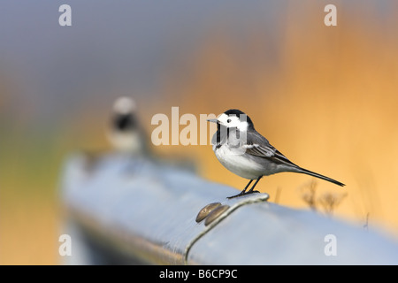 Nahaufnahme der Bachstelze (Motacilla Alba) am Zaun Stockfoto