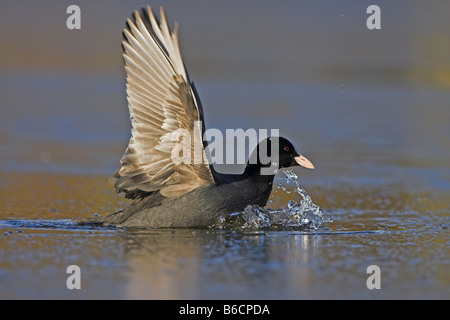 Nahaufnahme der Kran Flügel im See ausbreitet Stockfoto