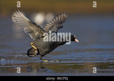 Nahaufnahme der Kran Flügel im seichten Wasser ausbreitet Stockfoto