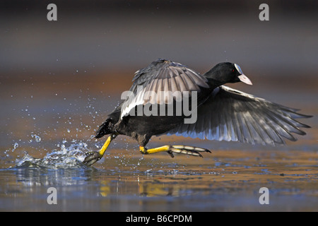 Nahaufnahme der Kran Flügel im seichten Wasser ausbreitet Stockfoto