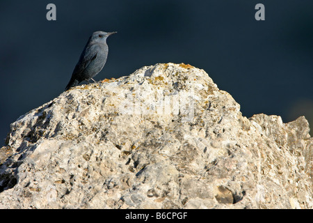 Nahaufnahme des blauen Rock-Soor (Monticola Solitarius) auf Stein Stockfoto