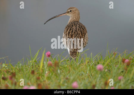 Nahaufnahme des eurasischen Brachvogel (Numenius Arquata) im Feld Stockfoto