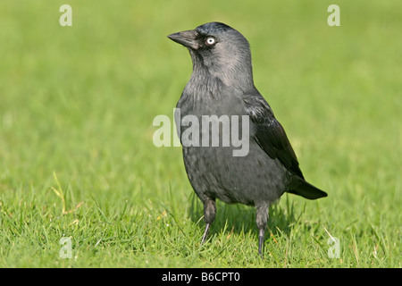 Nahaufnahme der Dohle (Corvus Monedula) im Feld Stockfoto