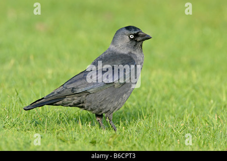 Nahaufnahme der Dohle (Corvus Monedula) im Feld Stockfoto
